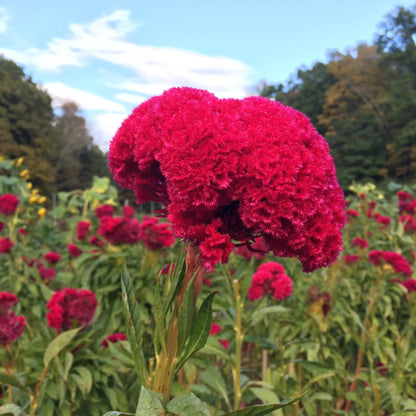 Mammoth Magenta Celosia vendor-unknown