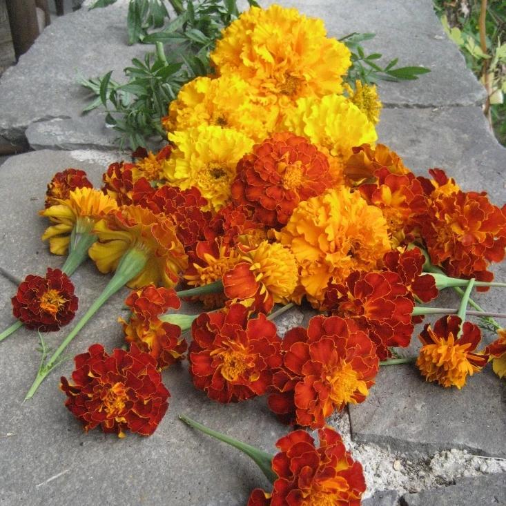 Marigold Medley vendor-unknown