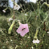 Marshmallow Nicotiana vendor-unknown