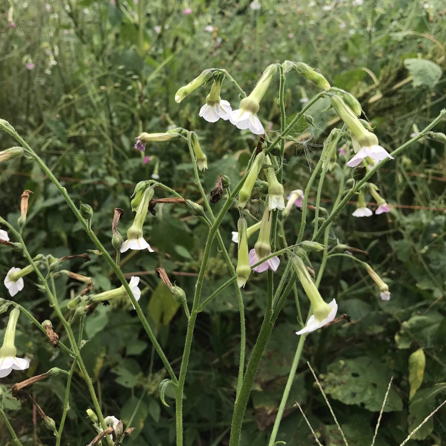 Marshmallow Nicotiana vendor-unknown