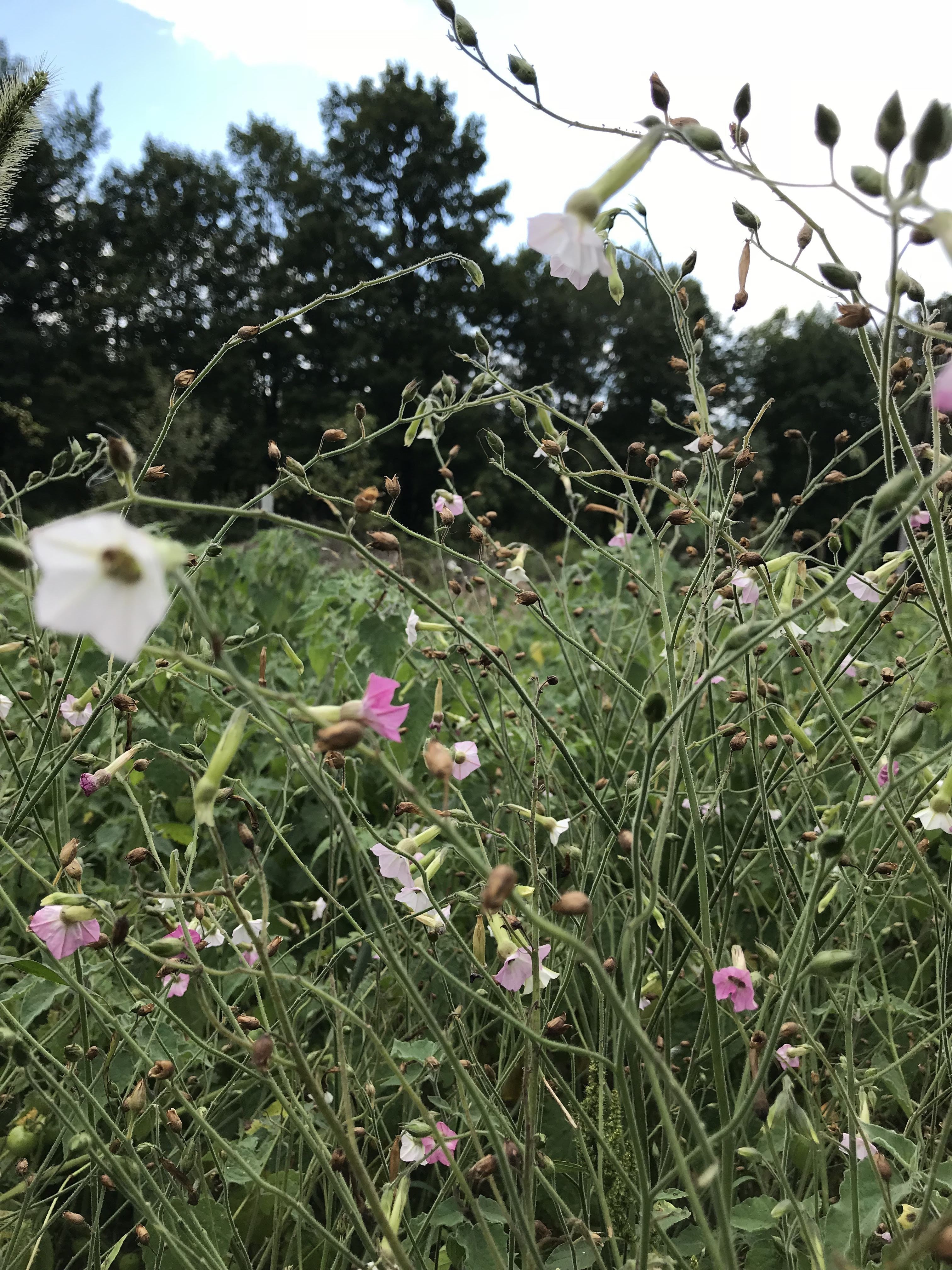 Marshmallow Nicotiana vendor-unknown