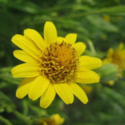 Meadow Arnica vendor-unknown