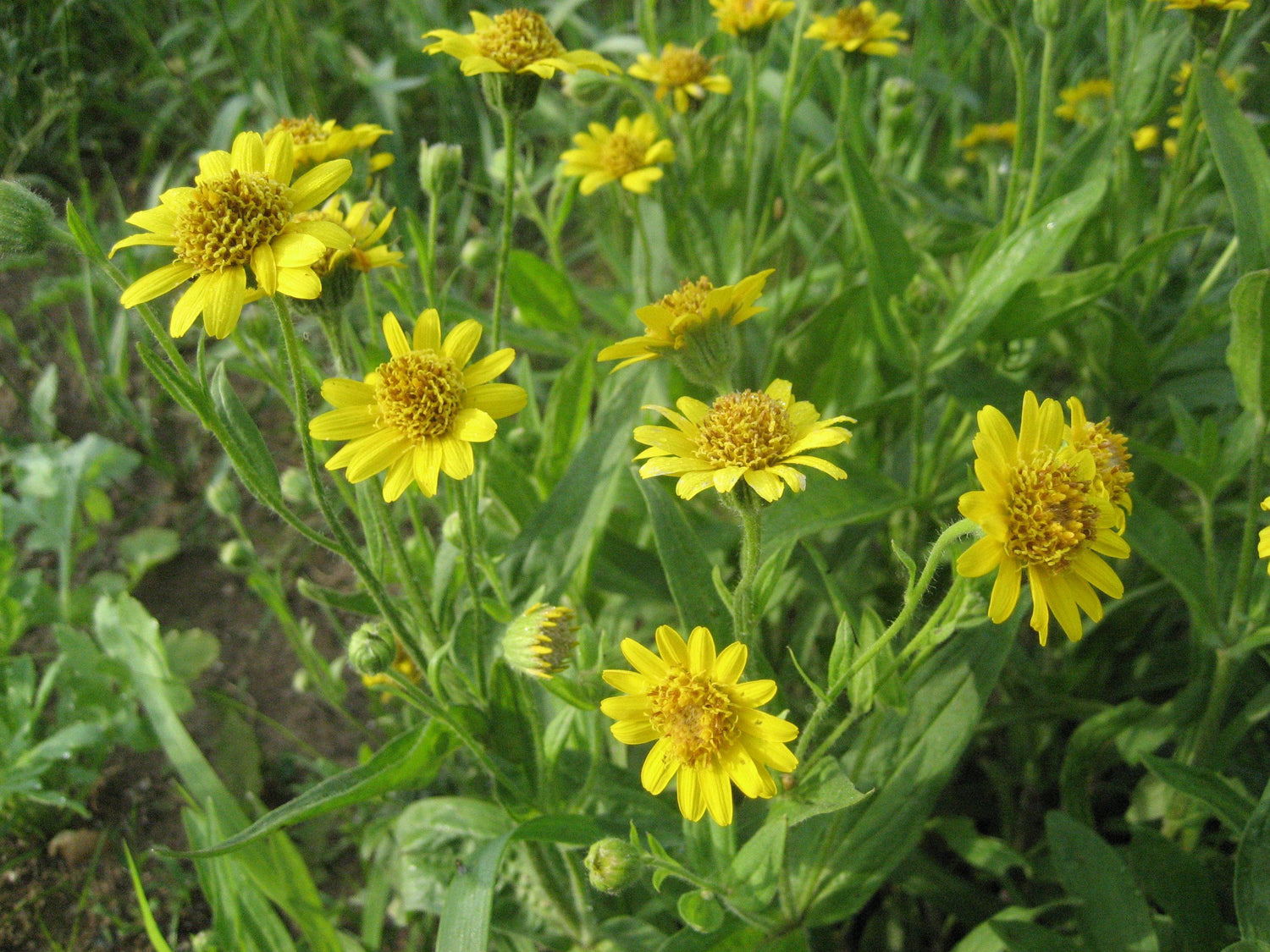 Meadow Arnica vendor-unknown