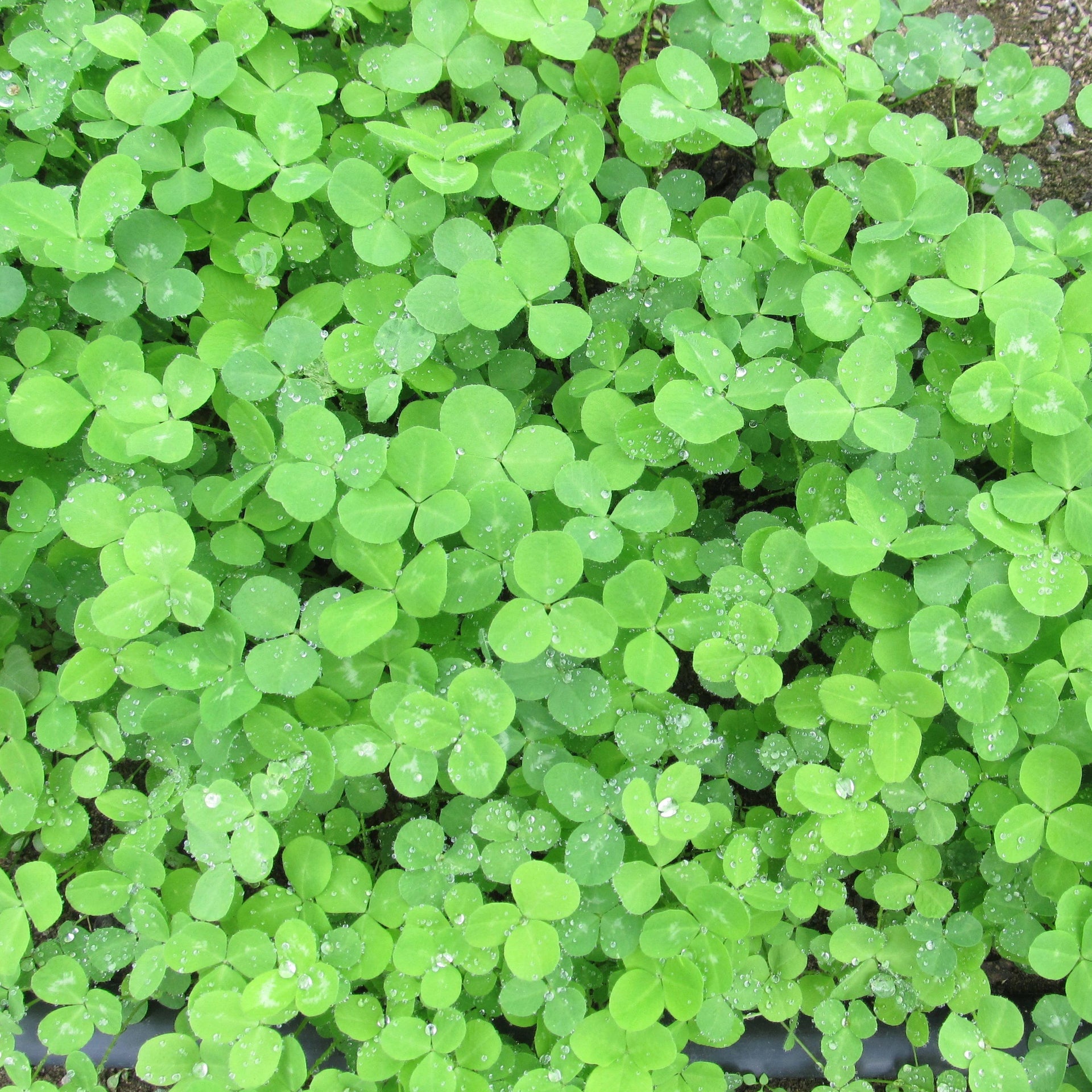 four leaf clover plant seeds Medium Red Clover Cover Crop Seed