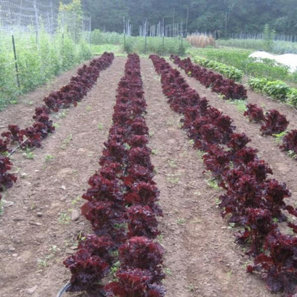 Merlot Lettuce vendor-unknown