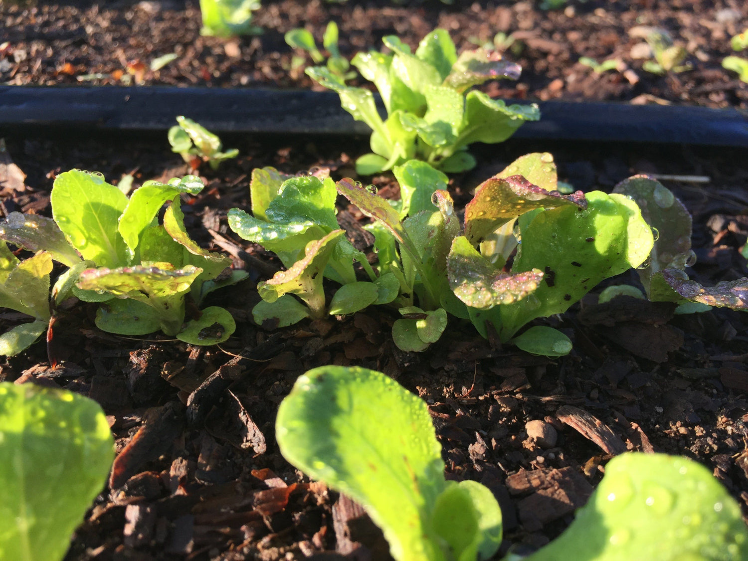 Metta Lettuce Mix vendor-unknown