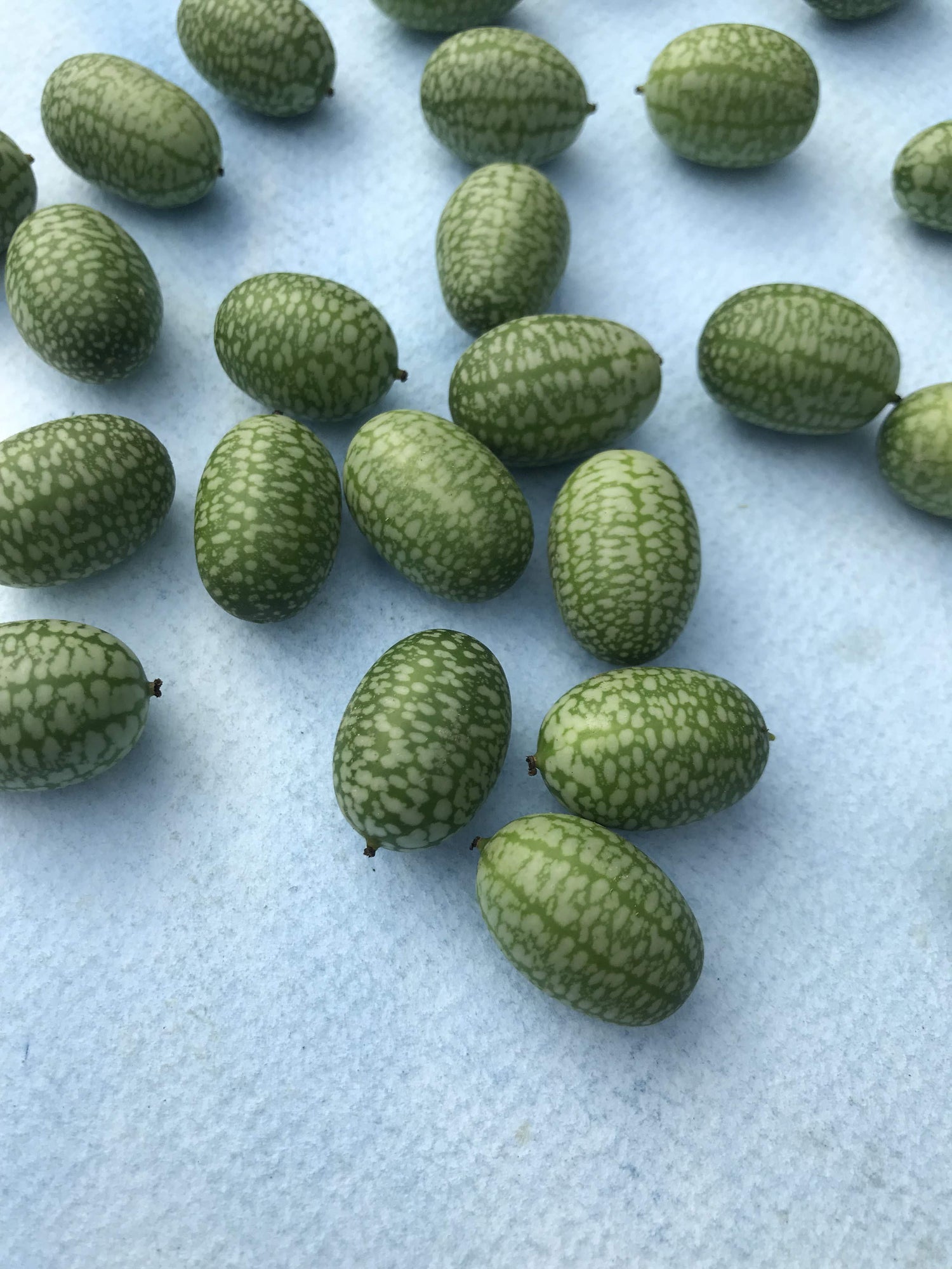 Mexican Sour Gherkin vendor-unknown