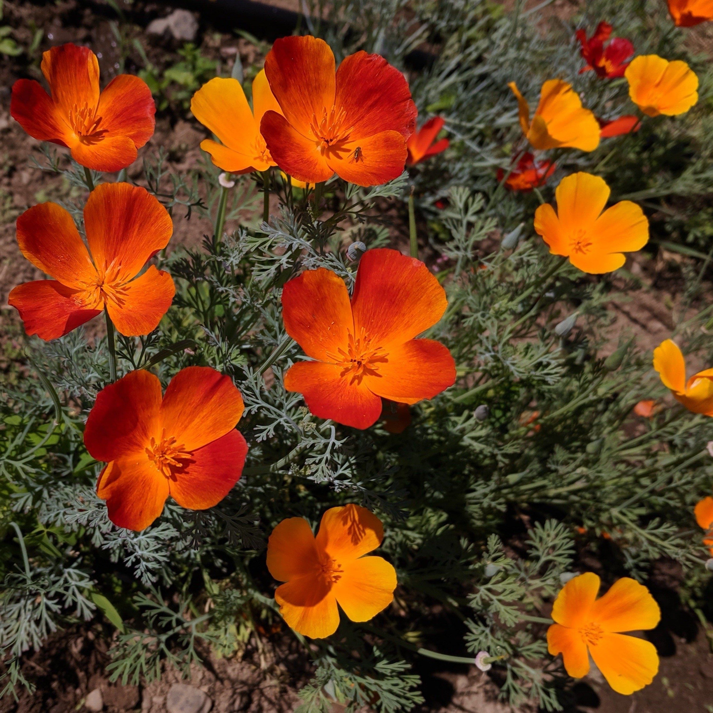 California Orange Poppy Seeds