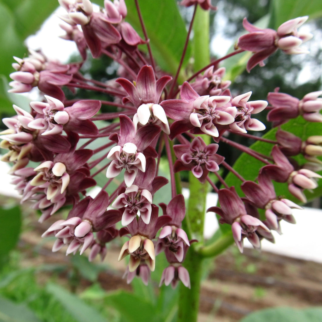 Milkweed Seedlings