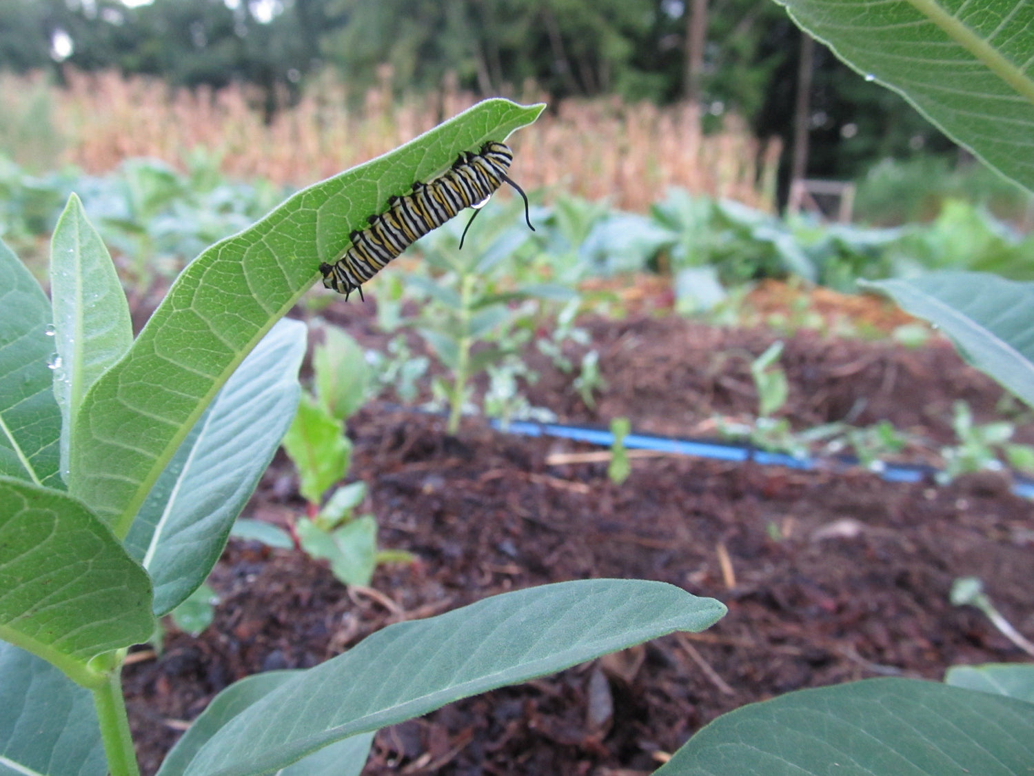 Milkweed Seedlings