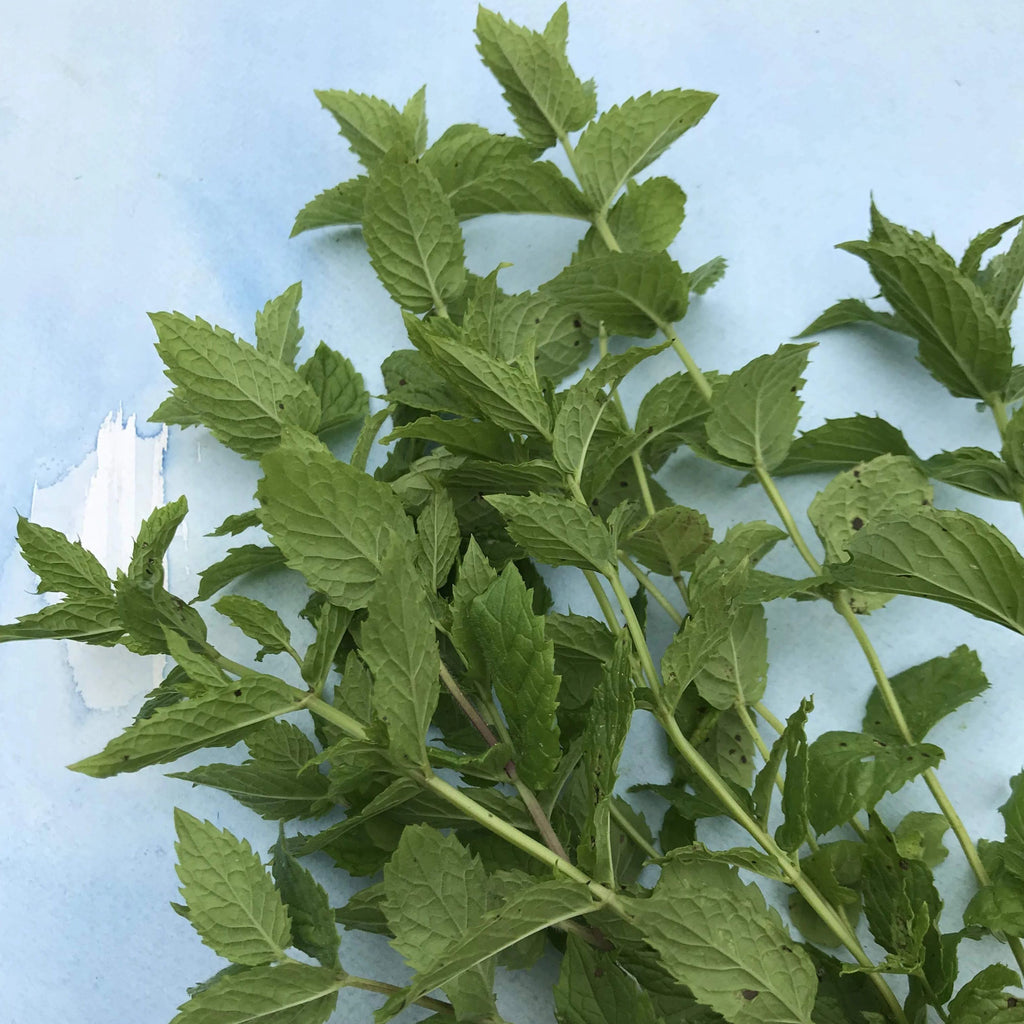 Mint Leaves at best price in Salem by CNJ Exports