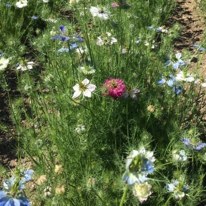 Miss Jekyll Nigella Mix vendor-unknown