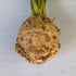 Monarch Celeriac vendor-unknown