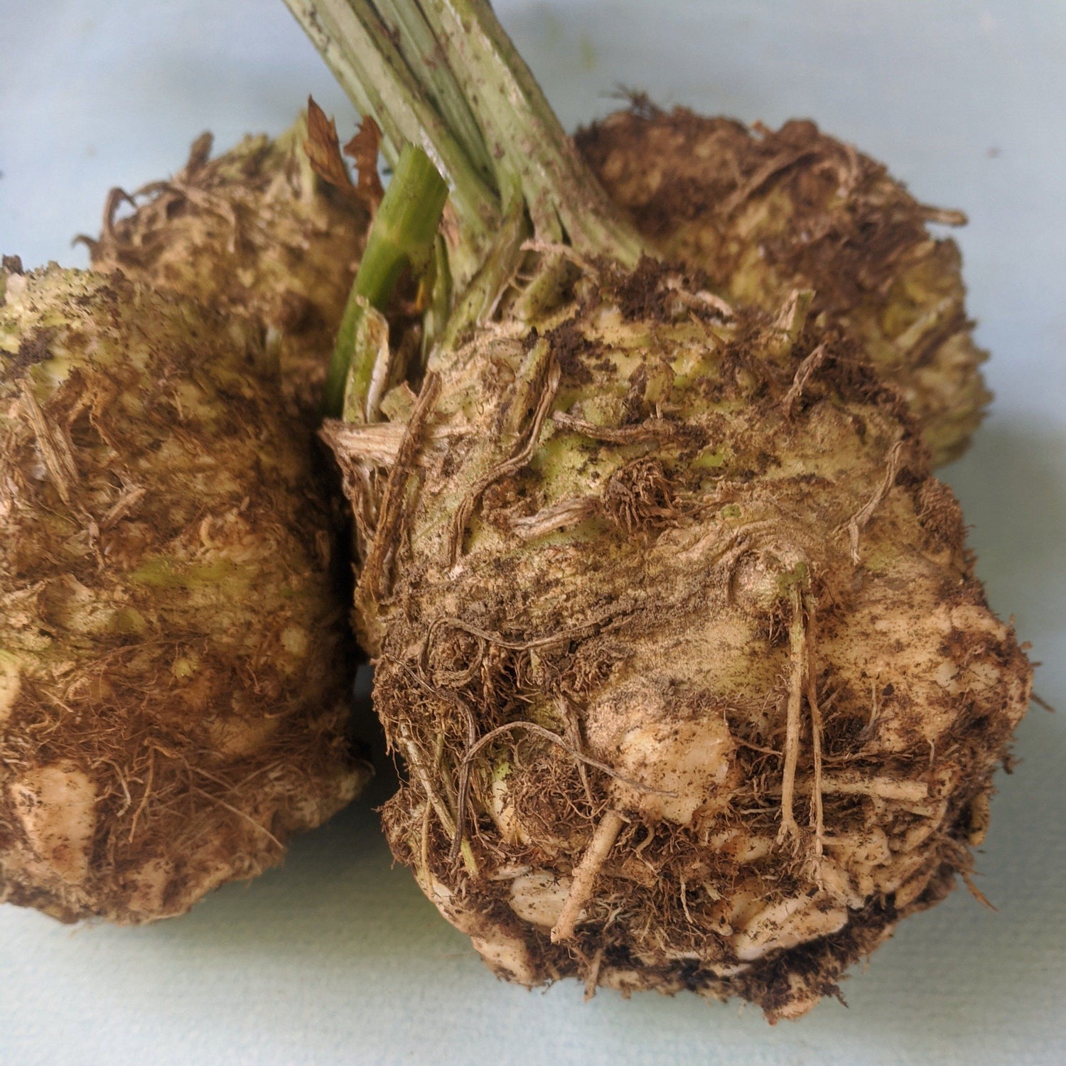 Monarch Celeriac vendor-unknown