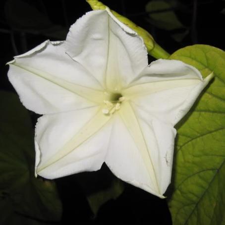 Moon Flower vendor-unknown