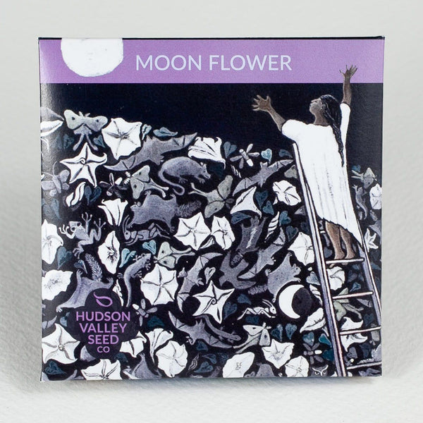 moon flower seeds for sale Hudson Valley Seeds Moon Flower Seeds