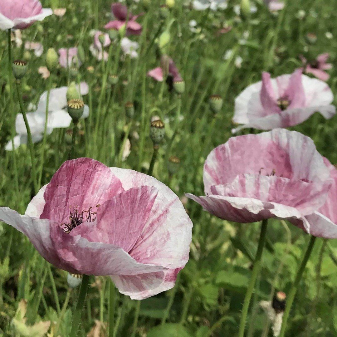 Mother of Pearl Poppy vendor-unknown