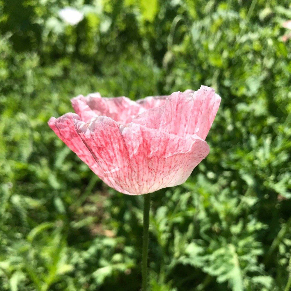 Mother of Pearl Poppy vendor-unknown