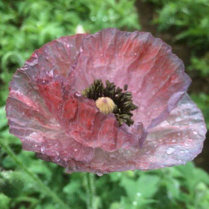 Mother of Pearl Poppy vendor-unknown