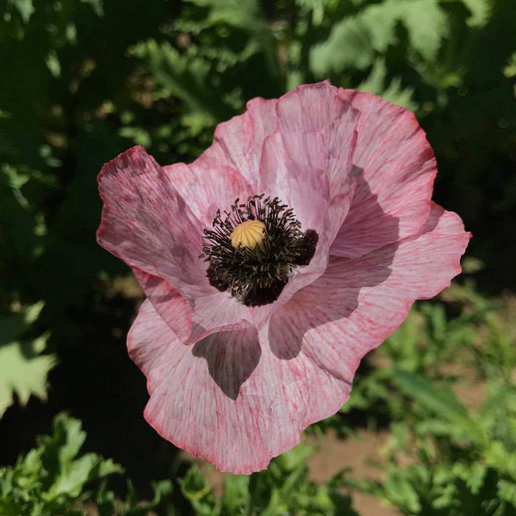 Mother of Pearl Poppy vendor-unknown