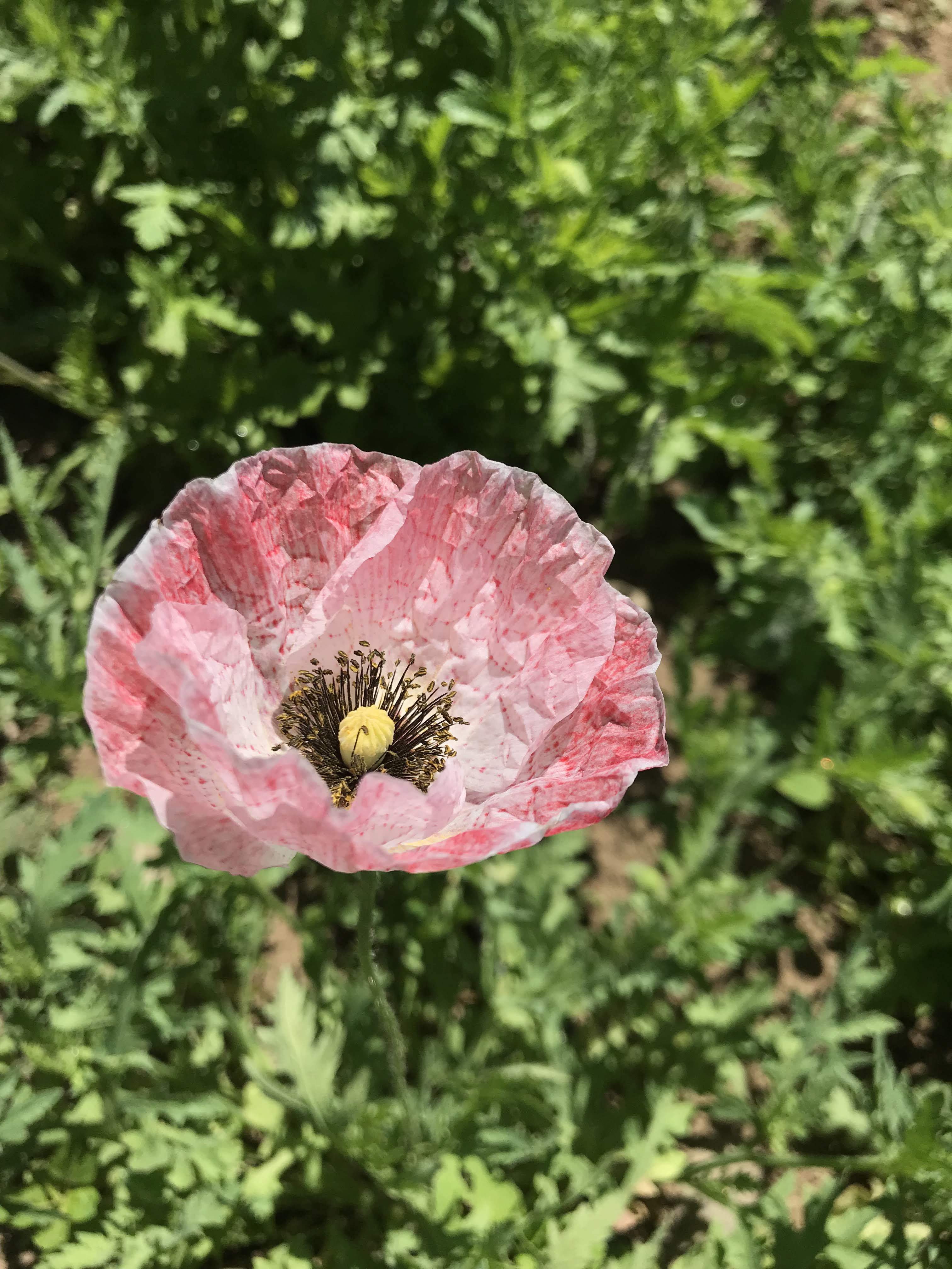 Mother of Pearl Poppy vendor-unknown