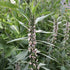 Motherwort vendor-unknown