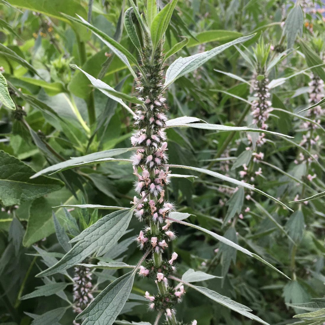 Motherwort vendor-unknown