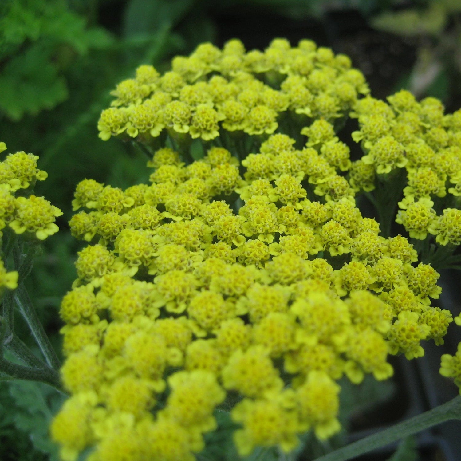 Multi-Hued Yarrow Mix vendor-unknown