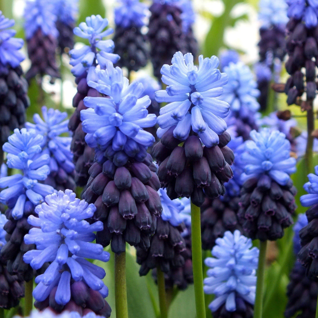 Muscari latifolium vendor-unknown