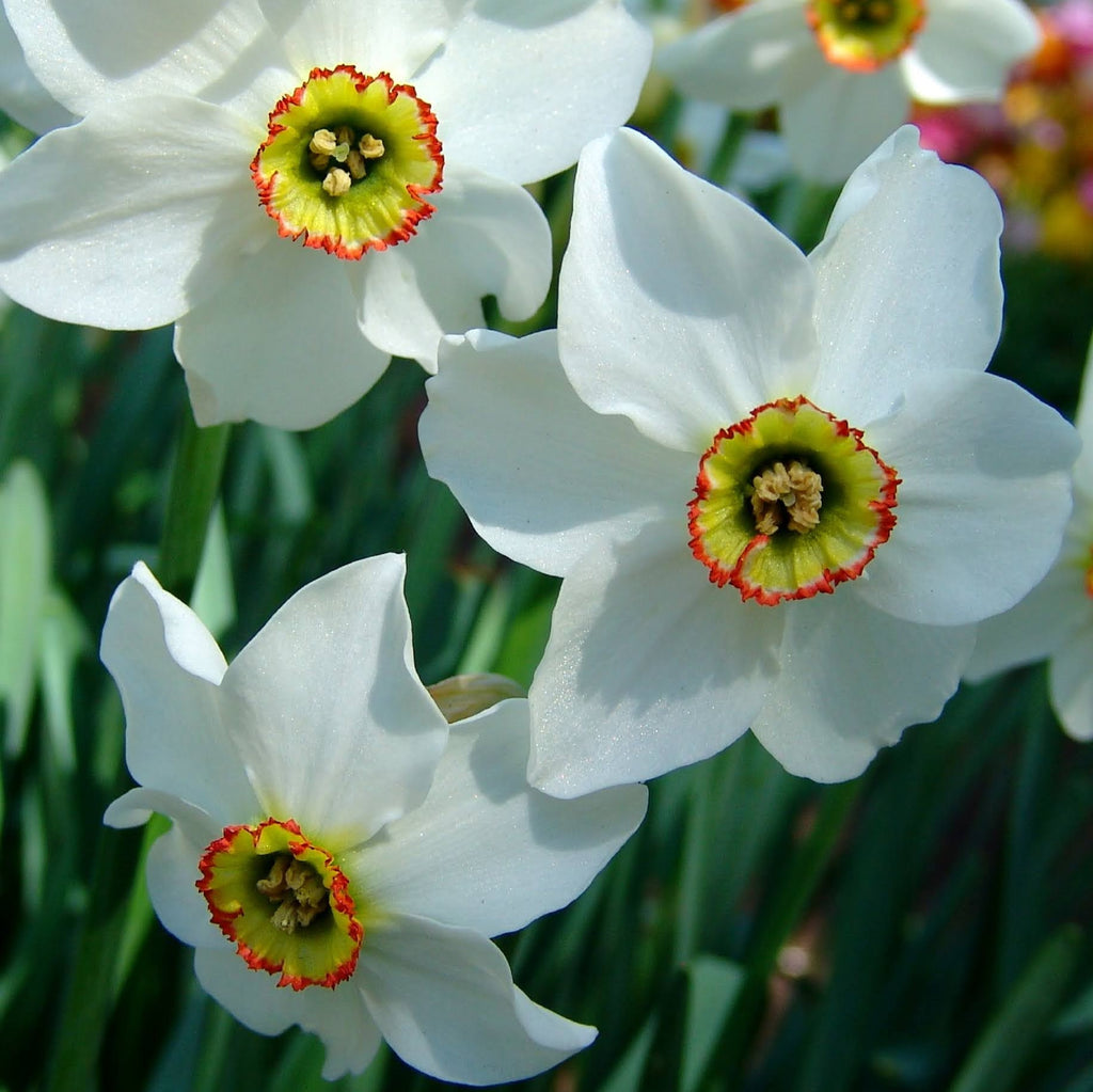 Narcissus 'Pheasant's Eye' Fall-Planted Flower Bulbs – Hudson Valley ...