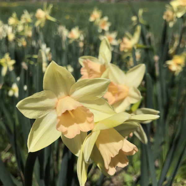 Narcissus "Blushing Lady" vendor-unknown