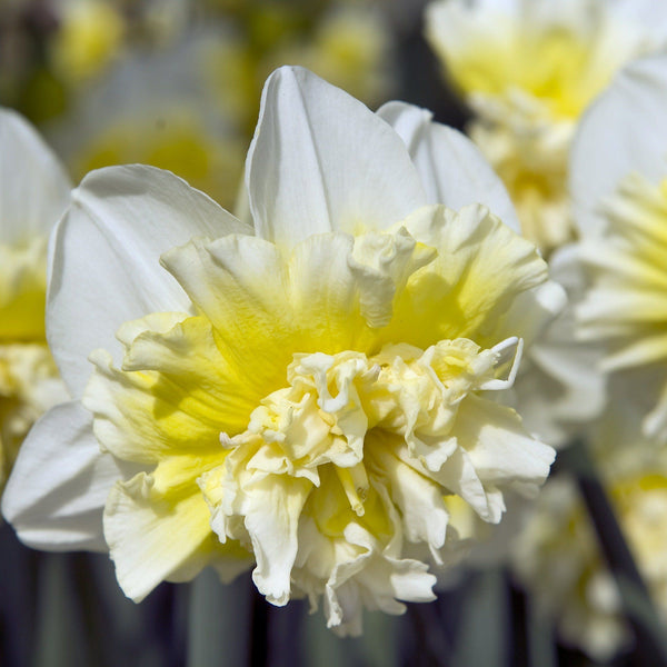Narcissus "Ice King" vendor-unknown