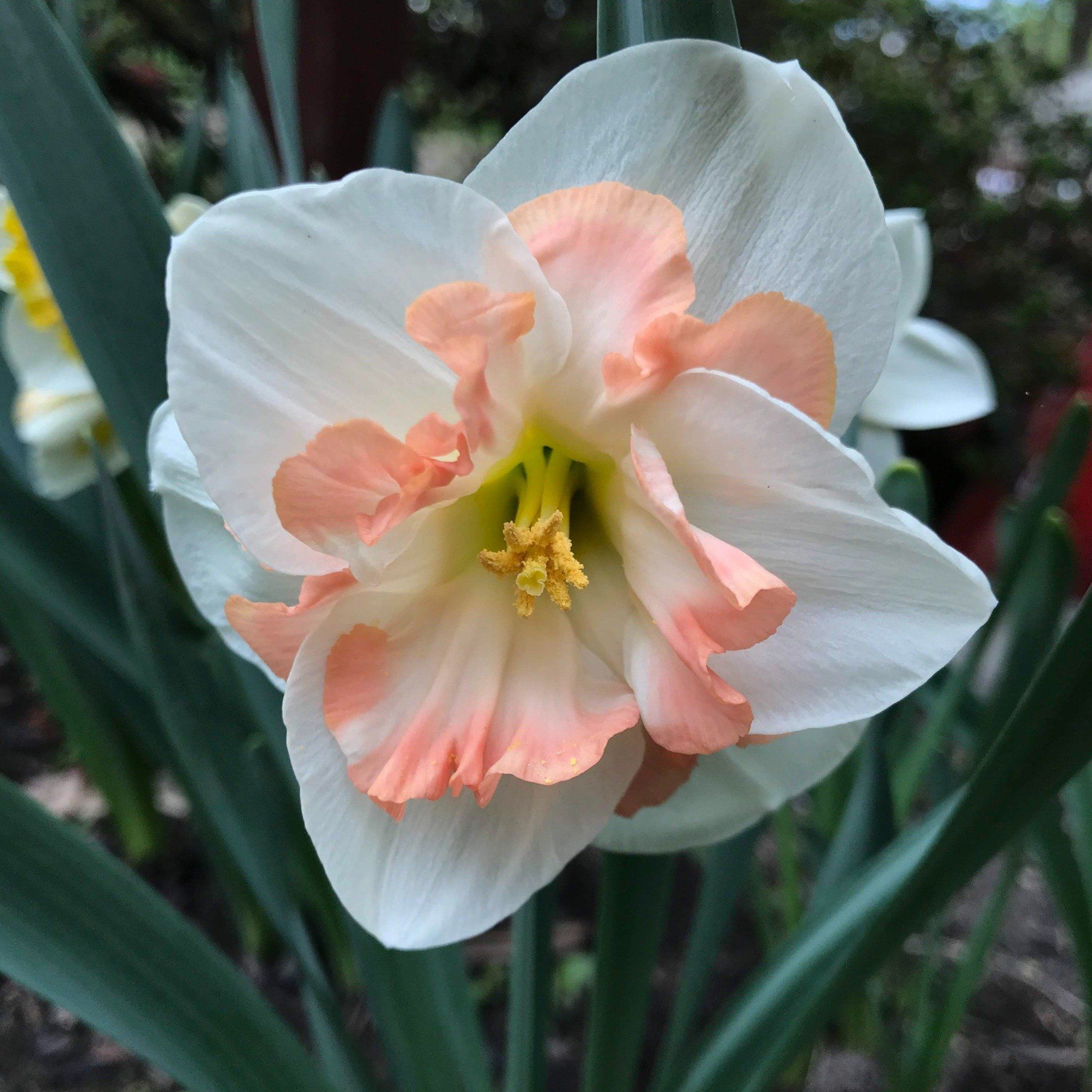 Narcissus &quot;Pink Wonder&quot; vendor-unknown