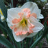 Narcissus "Pink Wonder" vendor-unknown