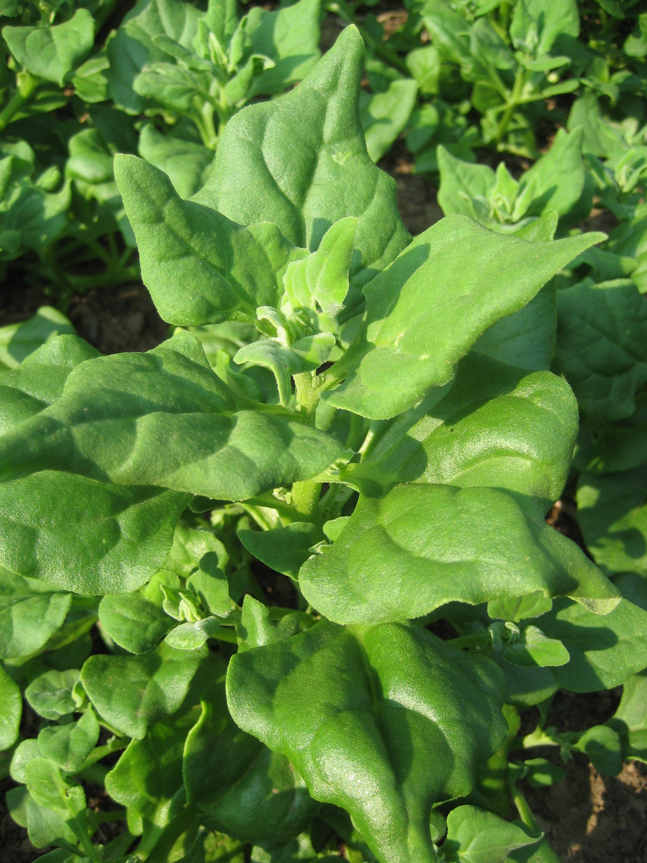 100 New Zealand Spinach Seeds - Tetragonia - Non-GMO & Free Shipping