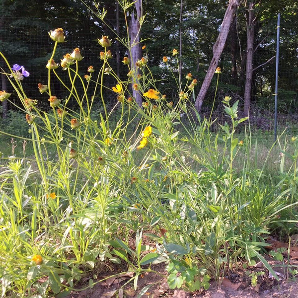 best wildflower seeds for northeast Northeast Native Wildflower Seed Mix