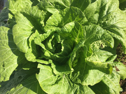 Nozaki Chinese Cabbage vendor-unknown