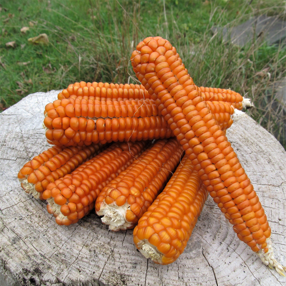 Otto File Flint Corn Organic Seeds – Hudson Valley Seed Company