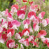 Painted Lady Sweet Pea vendor-unknown