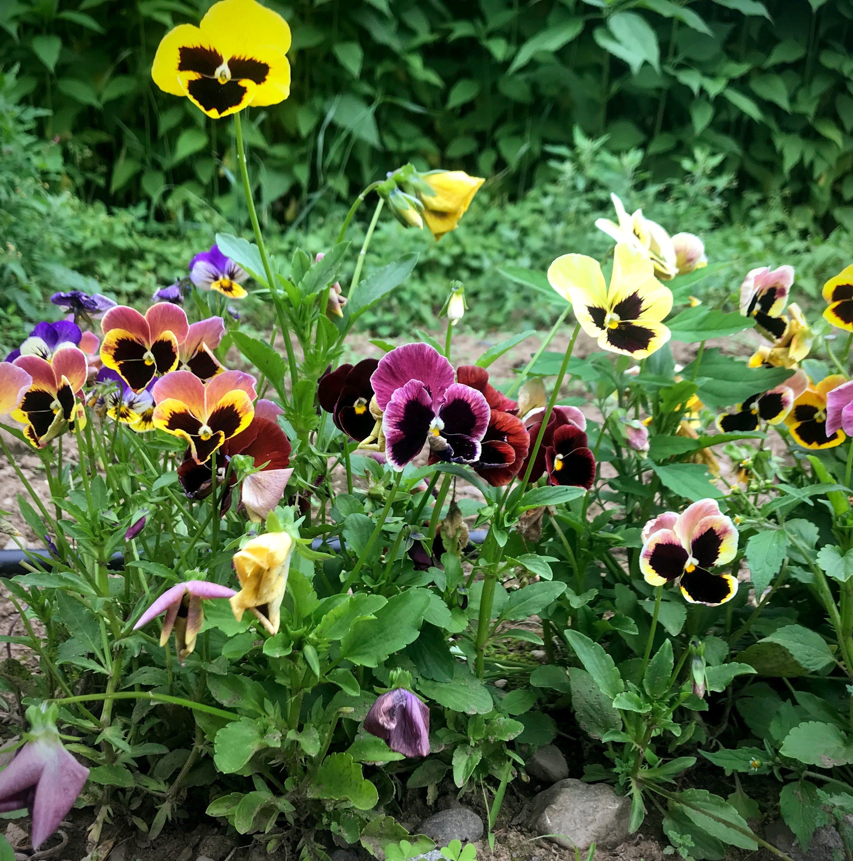 Edible Flower Mix Seeds – Hudson Valley Seed Company