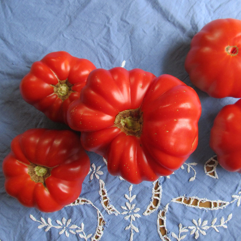 Pantano Romanesco Tomato vendor-unknown