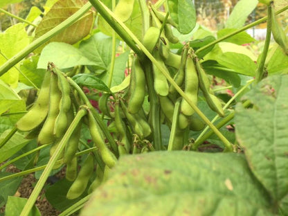 Panther Edamame Soybean vendor-unknown