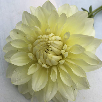 Parakeet Dahlia Tuber vendor-unknown