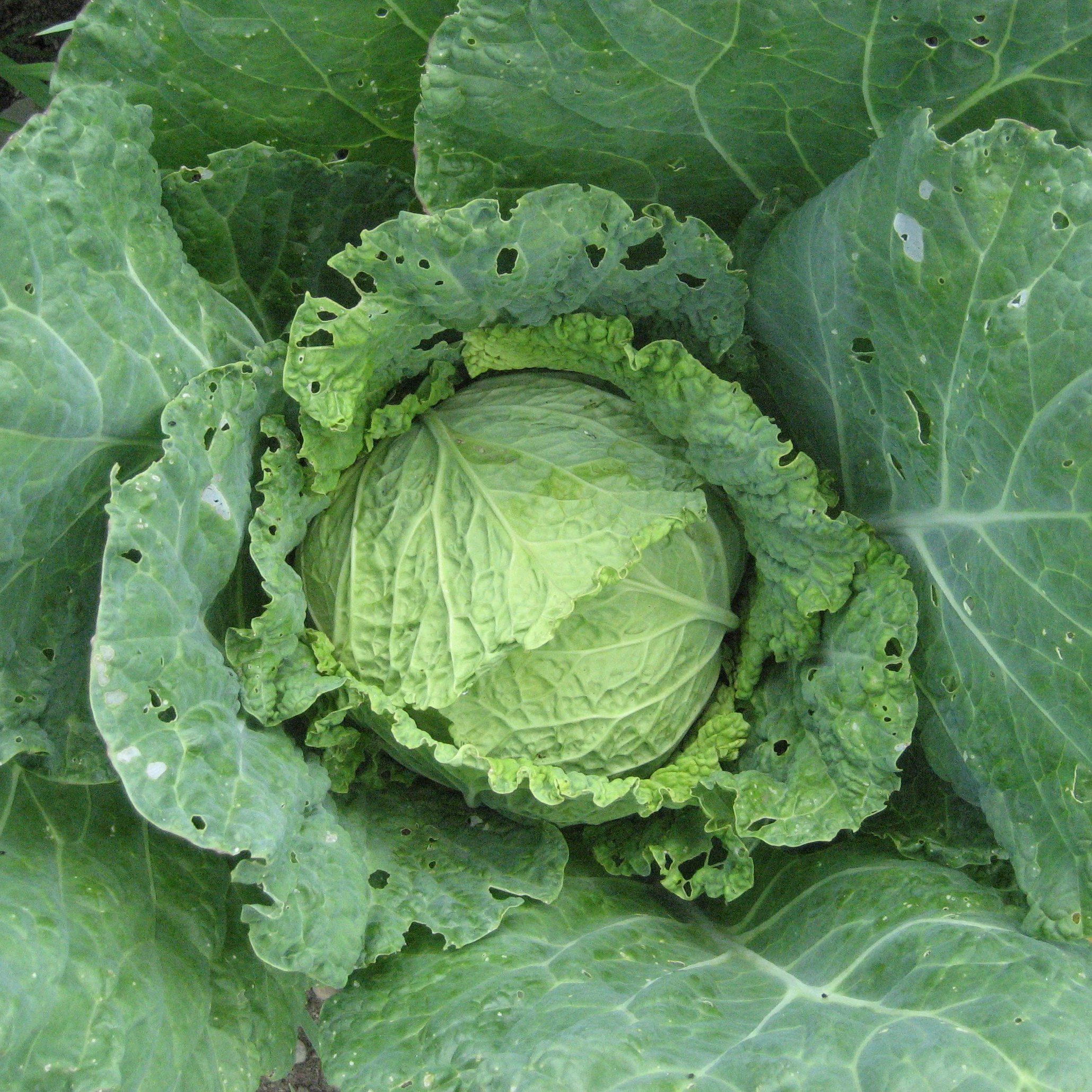 Perfection Savoy Cabbage vendor-unknown