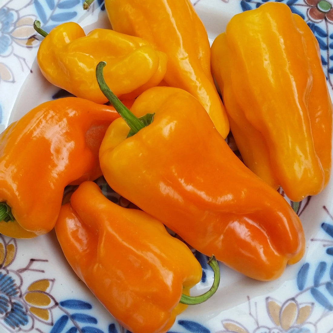 Petit Marseillais Pepper vendor-unknown