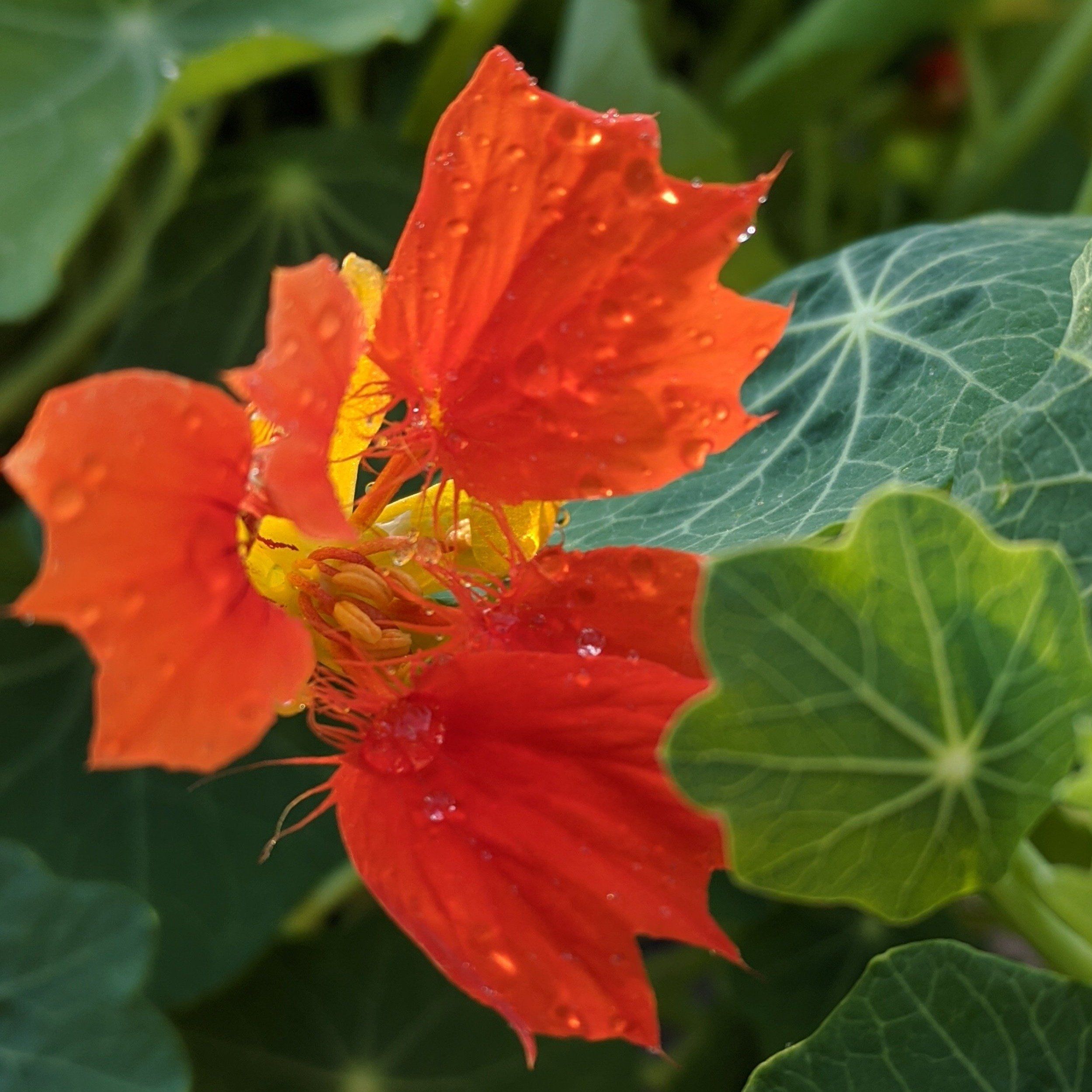 Phoenix Nasturtium vendor-unknown