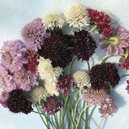 growing pincushion flower from seed Pincushion Flower Mix