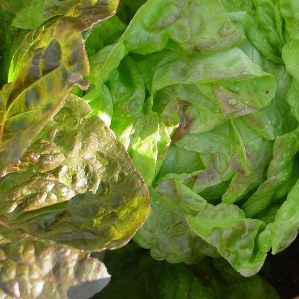 Pirat Lettuce