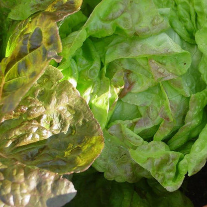 Pirat Lettuce