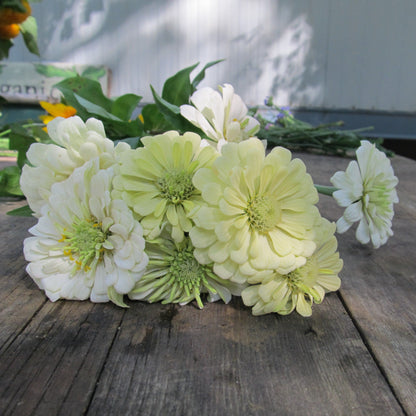 Polar Bear Zinnia vendor-unknown